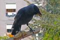 Corvus monedula